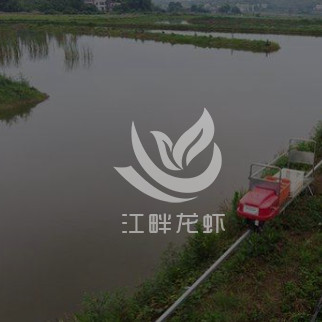 小龍蝦養(yǎng)殖基地