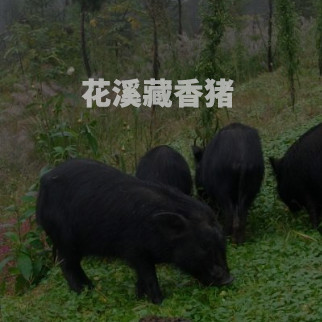 藏香豬養(yǎng)殖基地監(jiān)控系統(tǒng)