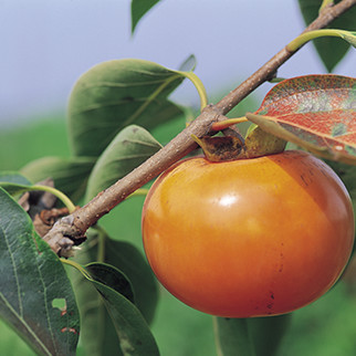 西紅柿農(nóng)業(yè)基地可視視頻監(jiān)控直播軟件