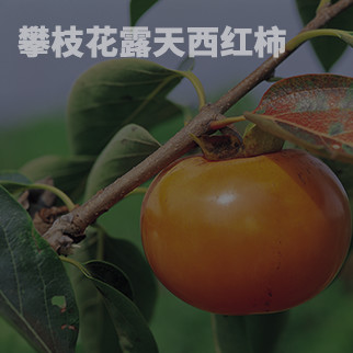 西紅柿農(nóng)業(yè)基地可視視頻監(jiān)控直播軟件
