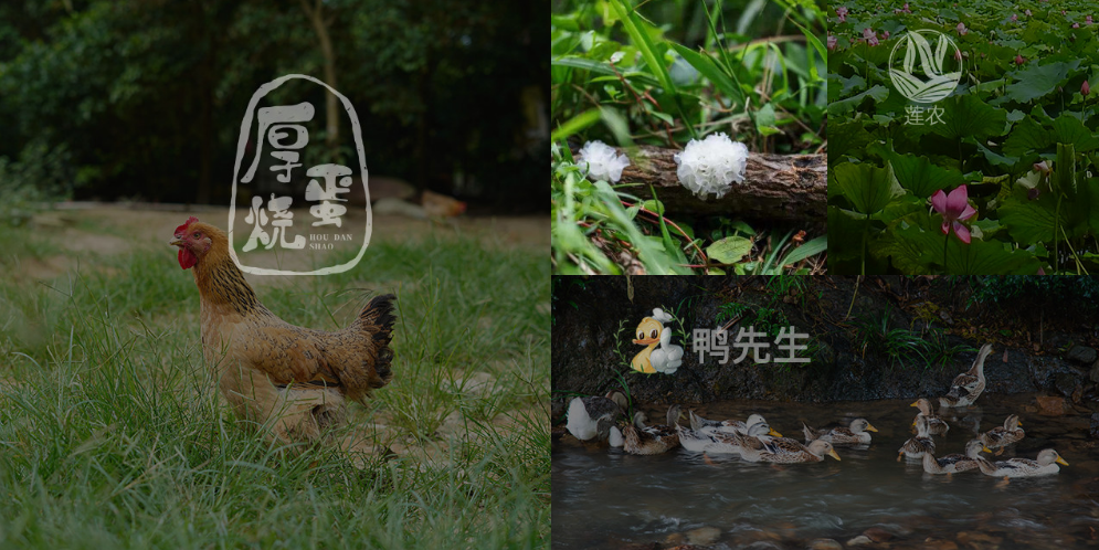什么是農(nóng)業(yè)現(xiàn)代化