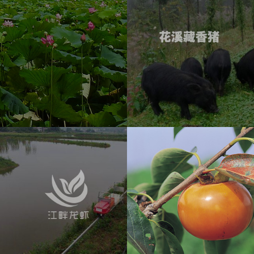 大數(shù)據(jù)技術在農(nóng)業(yè)領域中的應用價值