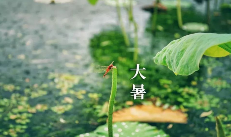 健康知識：大暑多吃苦，防暑不松懈